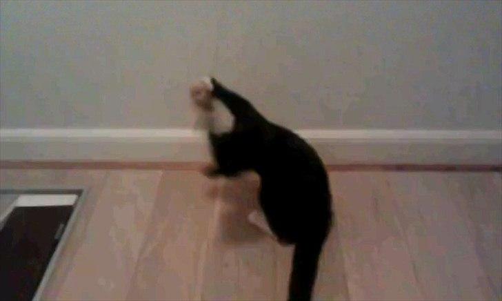 Blanding af racer figaro - dg kylling der bare skal fanges billede 4