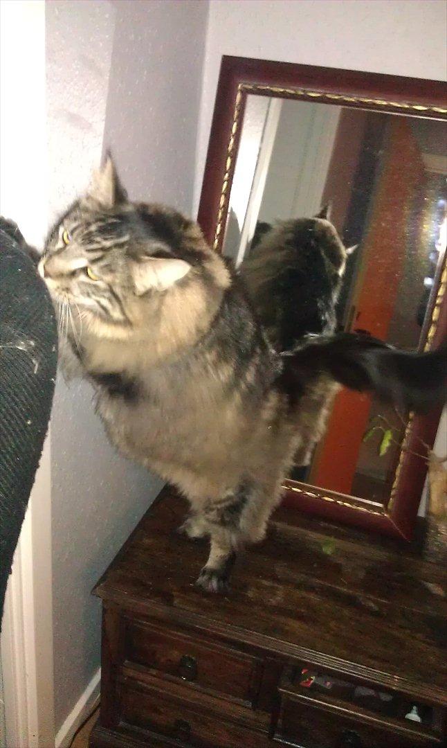 Maine Coon Loke billede 1