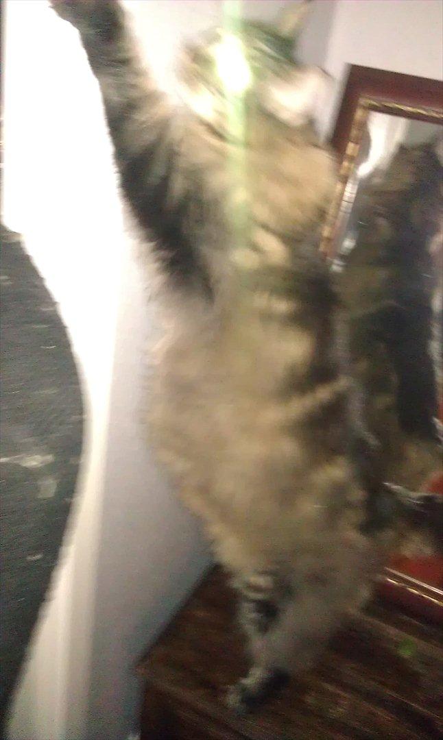 Maine Coon Loke billede 2