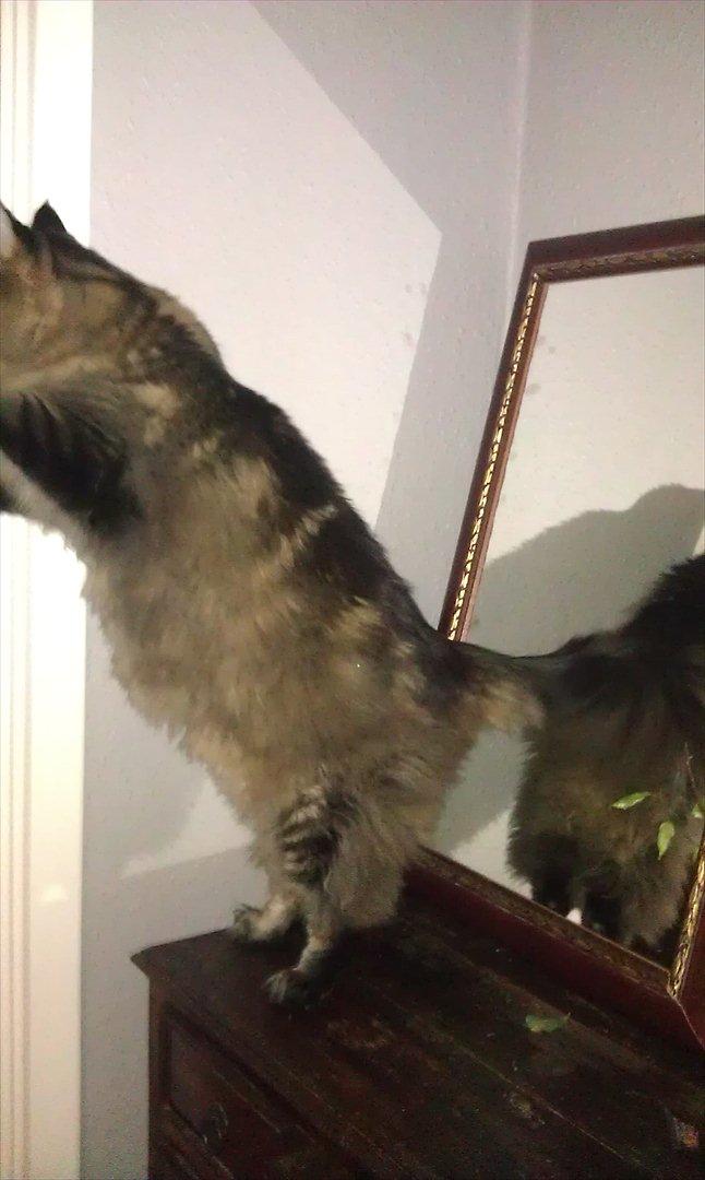 Maine Coon Loke billede 3