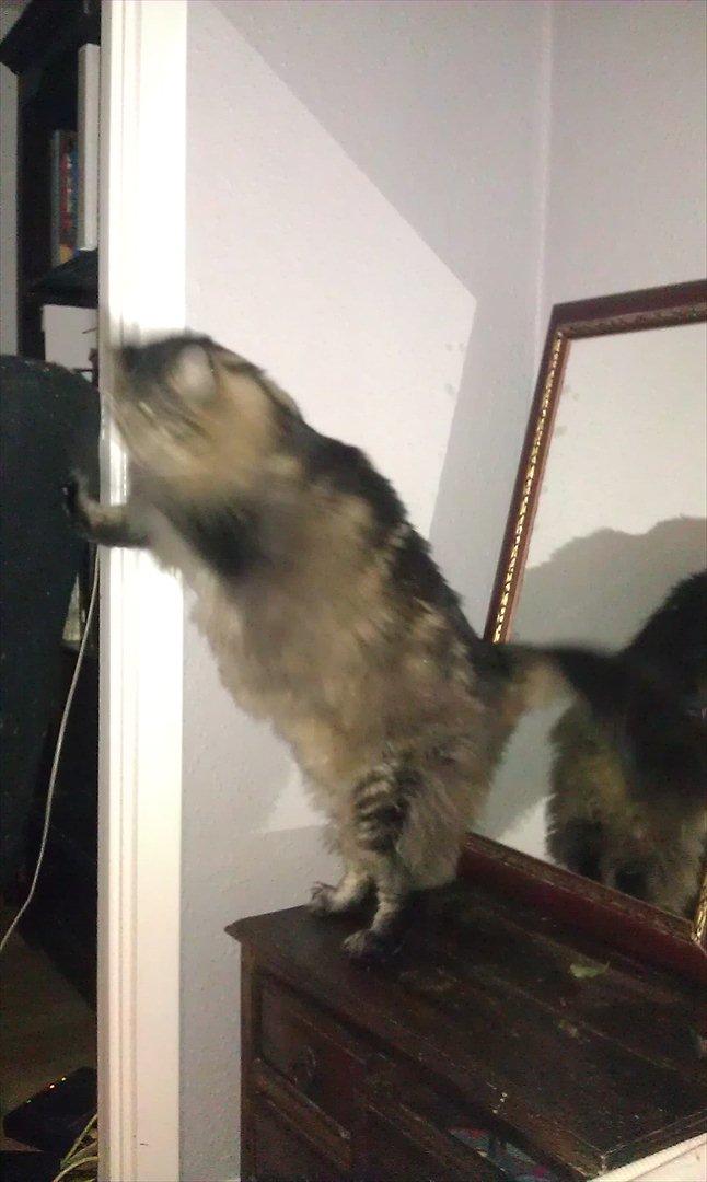 Maine Coon Loke billede 4