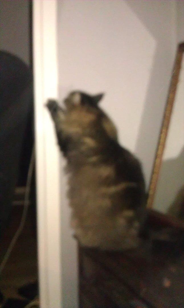 Maine Coon Loke billede 5