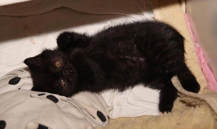 Exotic DK Lalishen´s Armani billede 1