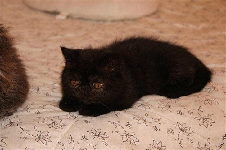 Exotic DK Lalishen´s Armani billede 2