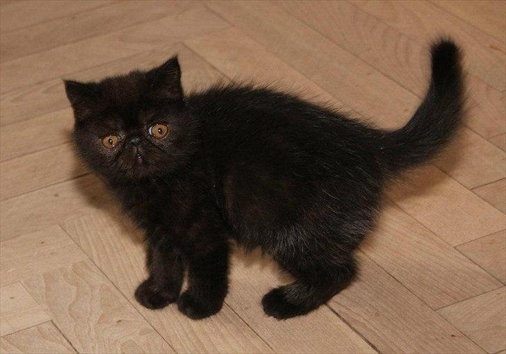 Exotic DK Lalishen´s Armani billede 3