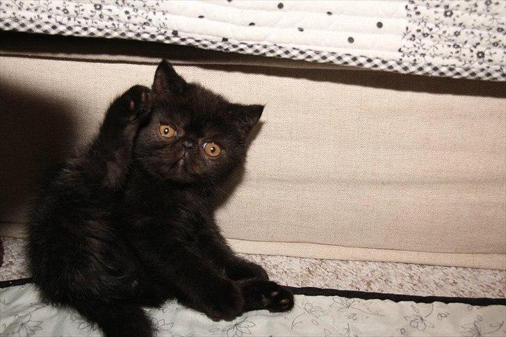 Exotic DK Lalishen´s Armani billede 4