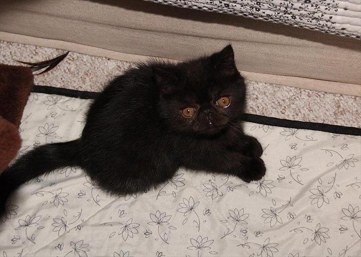 Exotic DK Lalishen´s Armani billede 5