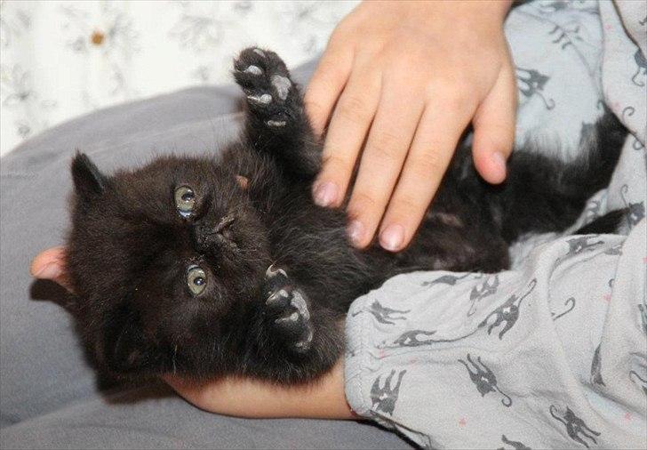 Exotic DK Lalishen´s Armani billede 6