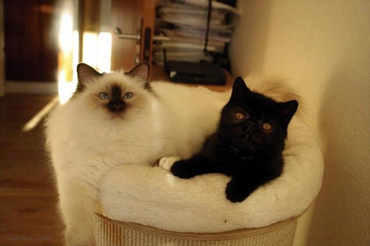 Exotic DK Lalishen´s Armani billede 7