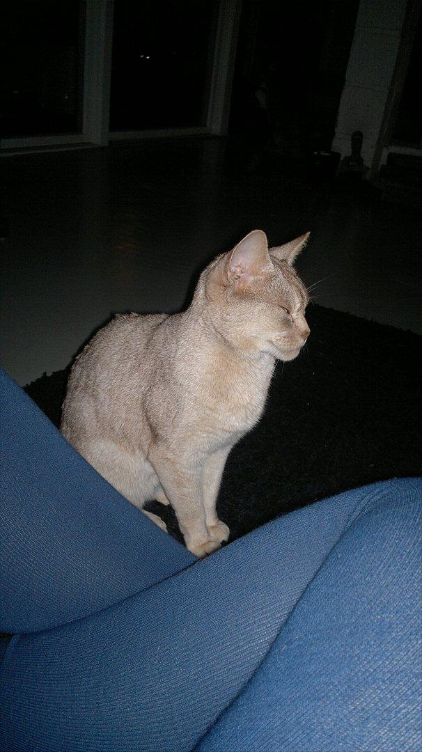 Abyssinier Süsse billede 1