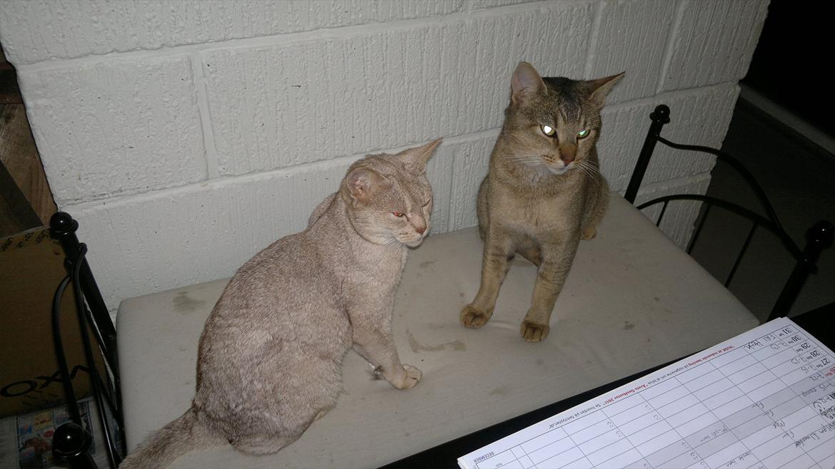 Abyssinier Süsse billede 2