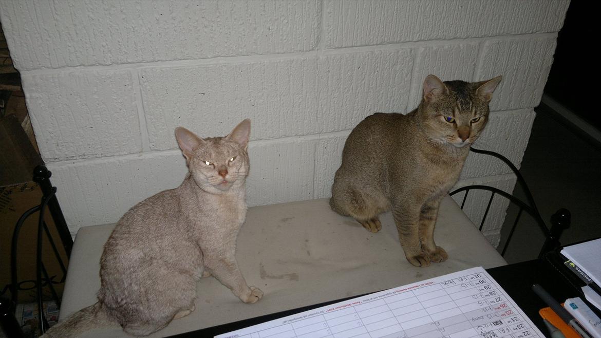 Abyssinier Süsse billede 3