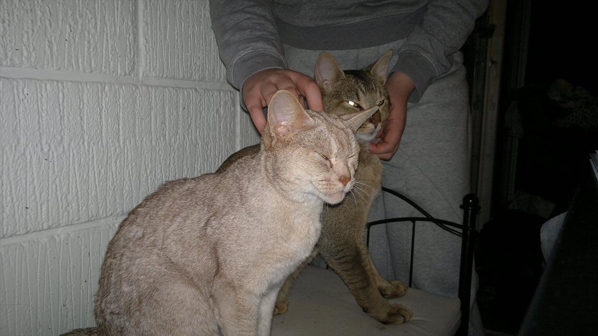 Abyssinier Süsse billede 4