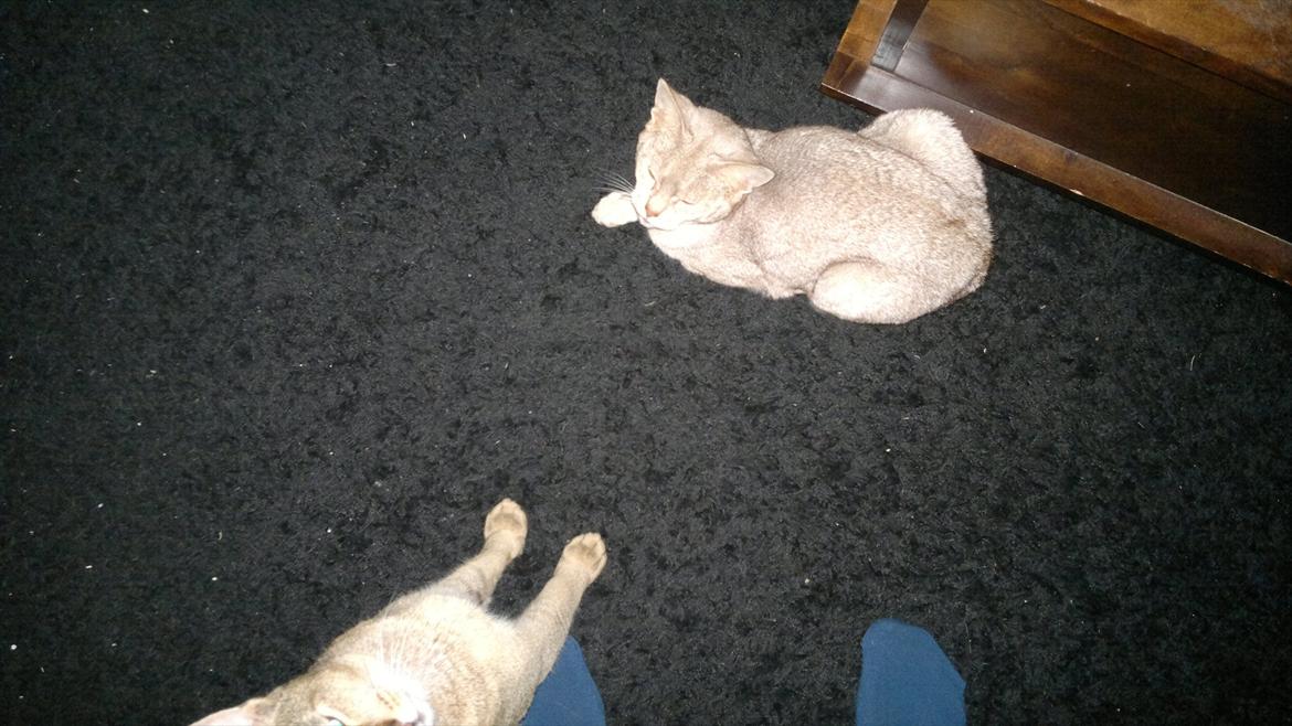 Abyssinier Süsse billede 5