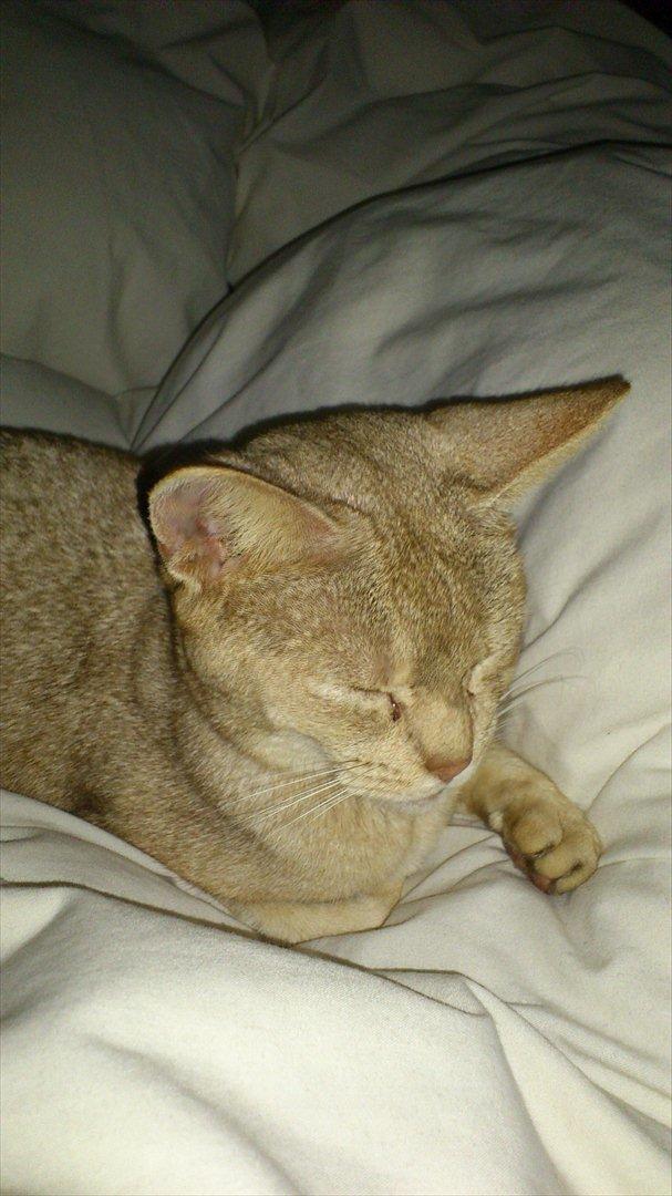 Abyssinier Süsse billede 6