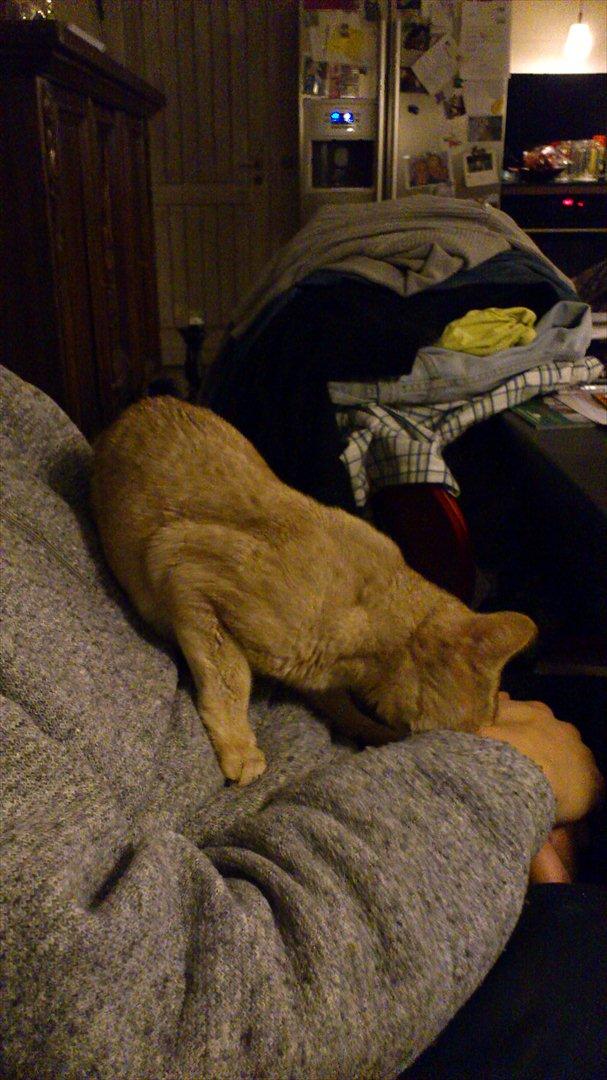 Abyssinier Süsse billede 7