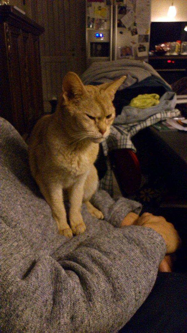 Abyssinier Süsse billede 8