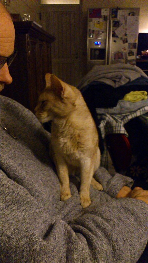 Abyssinier Süsse billede 9