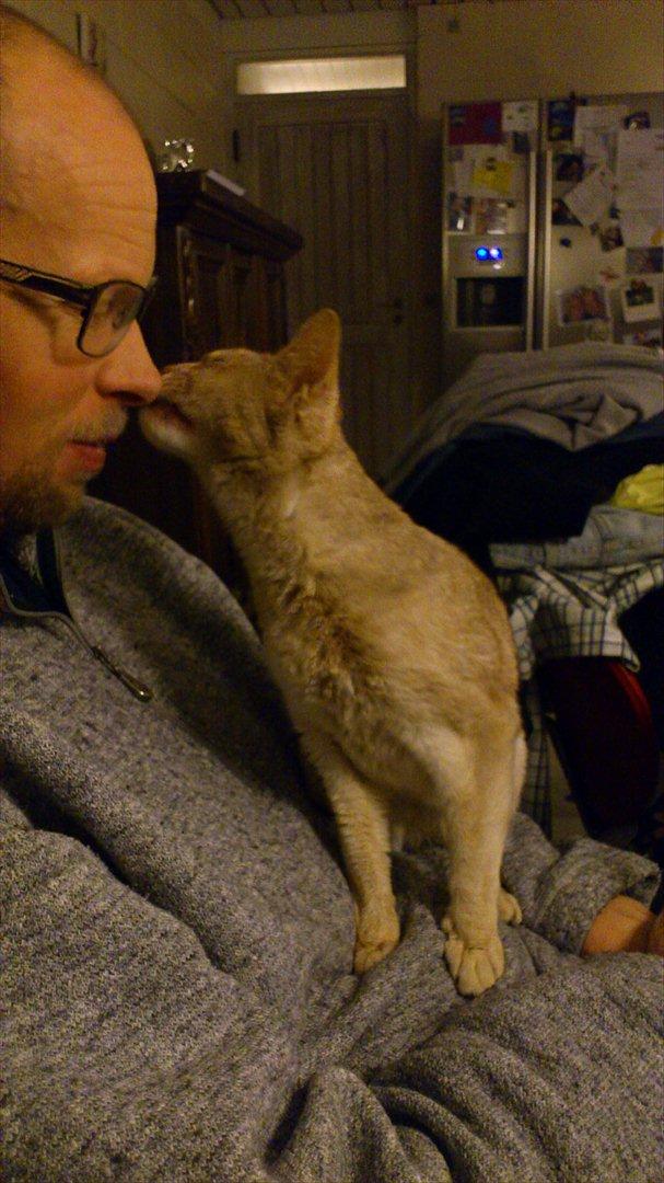 Abyssinier Süsse billede 10