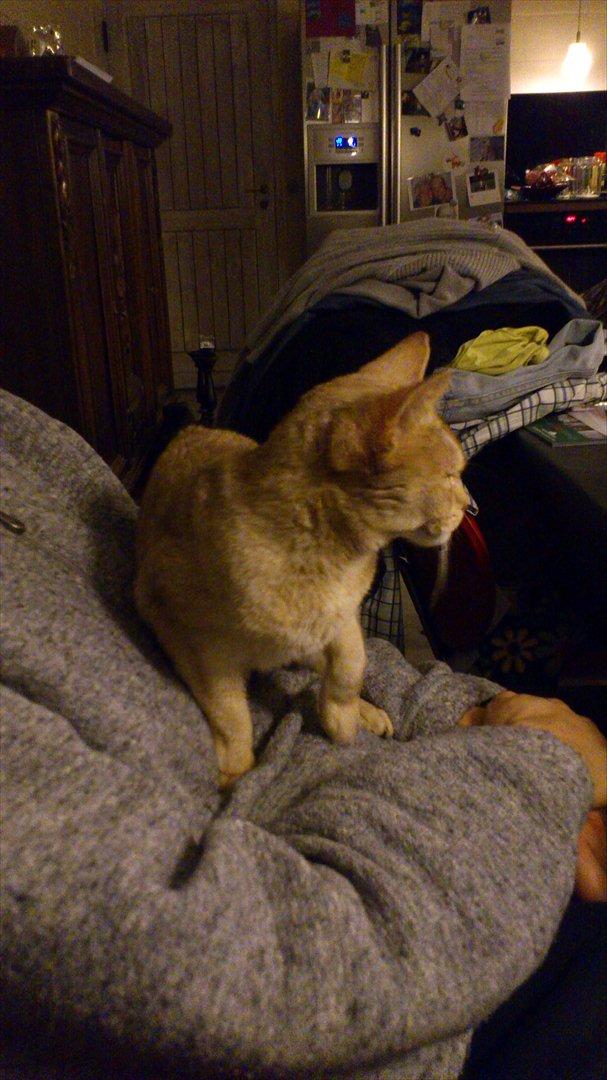 Abyssinier Süsse billede 11