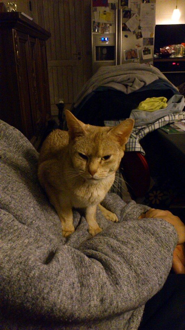 Abyssinier Süsse billede 12