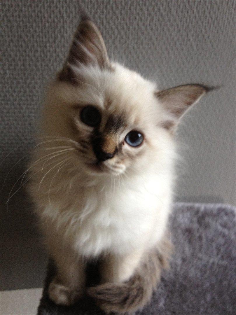 Hellig Birma Cappuccino billede 2