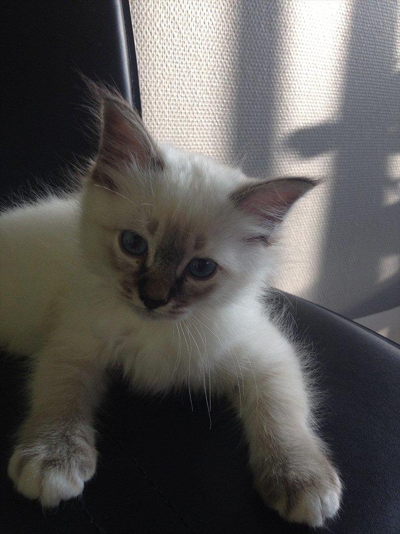 Hellig Birma Cappuccino billede 1