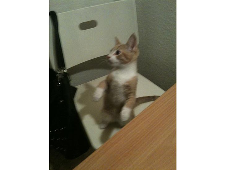 Huskat Sofus billede 1