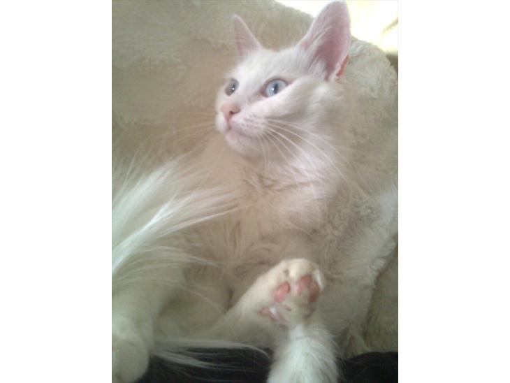 {{currentPhoto.altText}} billede {{currentPhoto.number}}