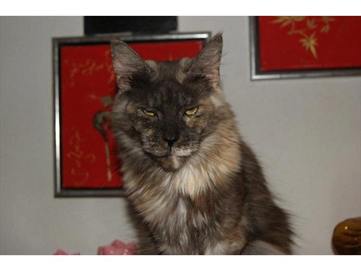 {{currentPhoto.altText}} billede {{currentPhoto.number}}