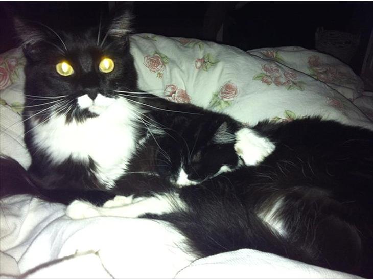 {{currentPhoto.altText}} billede {{currentPhoto.number}}