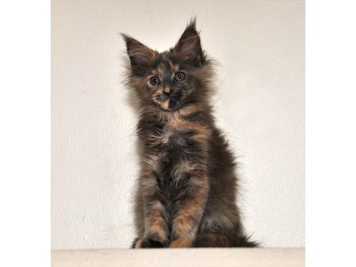 Maine Coon Caemsocoons  Secret Obsession billede 1