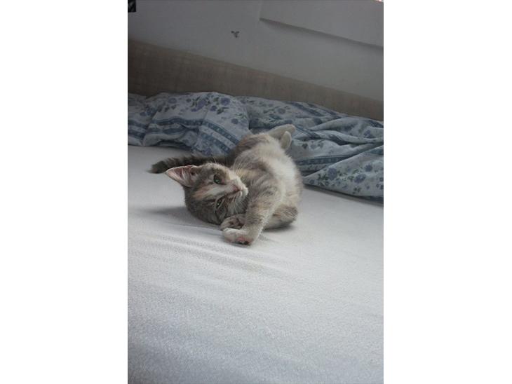 {{currentPhoto.altText}} billede {{currentPhoto.number}}