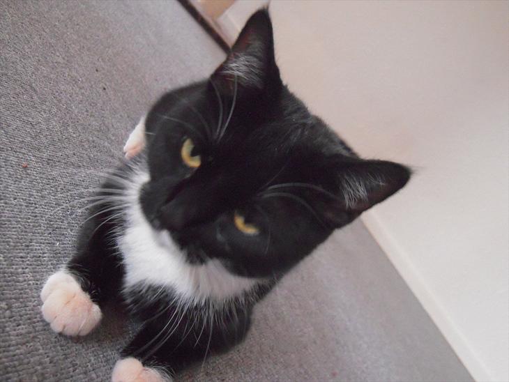 {{currentPhoto.altText}} billede {{currentPhoto.number}}