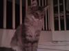 Maine Coon DK Skovlycoon Wendy