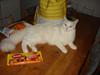 Maine Coon Snehvide