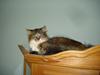 Maine Coon Tullemus