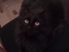 Maine Coon Hr. Brun