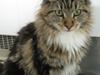 Maine Coon Nova