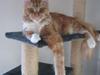 Maine Coon Napoleon