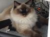 Ragdoll DK Vandoll Incredible Isak/ LEO [Tidl. kat]