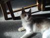 Maine Coon Laban