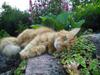 Blanding af racer Kitty <3