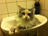 Maine Coon Maggie