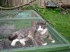 Blanding af racer cigurt - R.I.P - himmel kat - savnet !! [Tidl. kat]