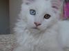 Maine Coon Nanu