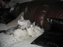 Maine Coon UniqueCoon`s Santa Rose
