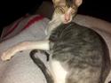 Cornish Rex Yeoman Quinn Quater