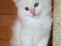 Sibirisk Kat Pina the Fabulos