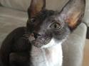 Cornish Rex Alfred